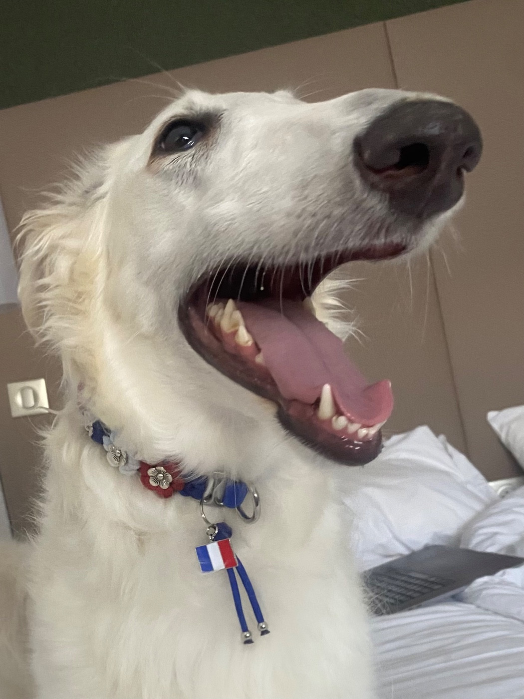 d'Ellendil - Championnat de France 2026