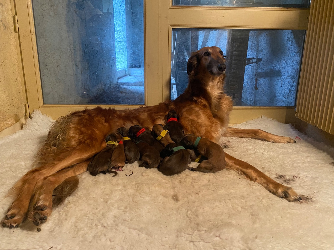 Chiot Barzoi d'Ellendil