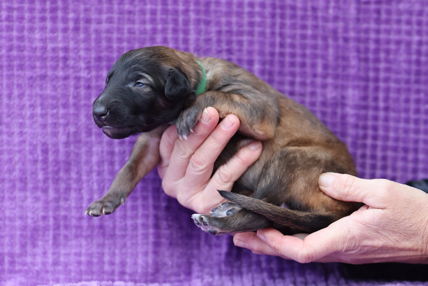 d'Ellendil - Chiots disponibles - Barzoi