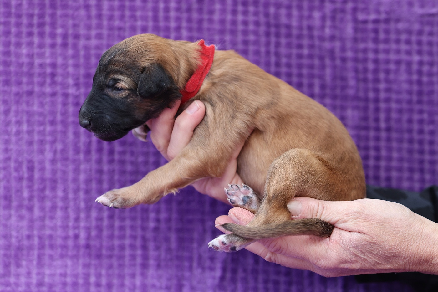 d'Ellendil - Chiots disponibles - Barzoi