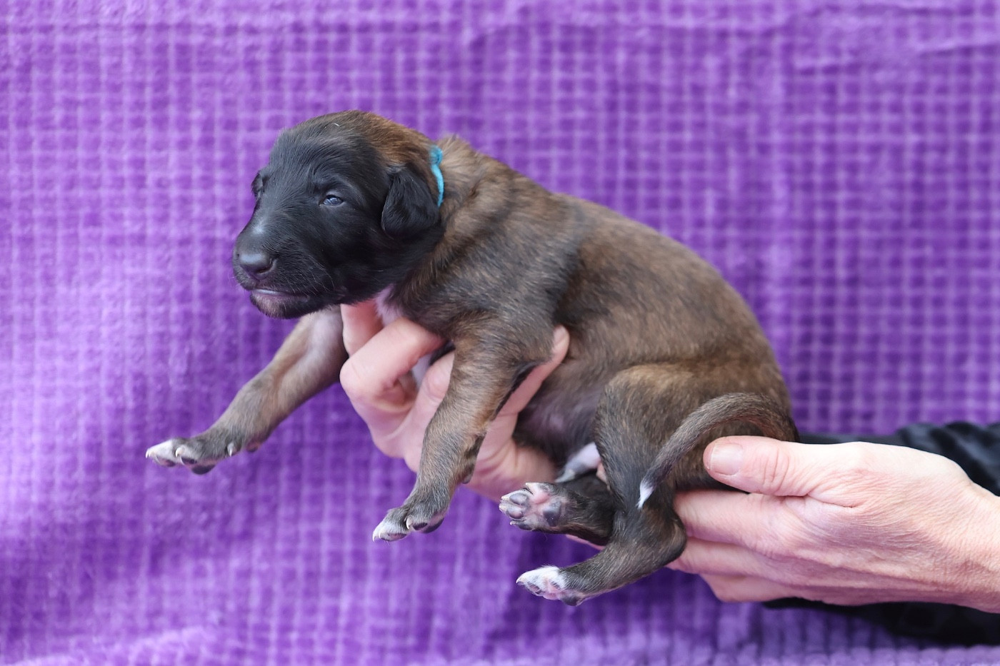 d'Ellendil - Chiots disponibles - Barzoi