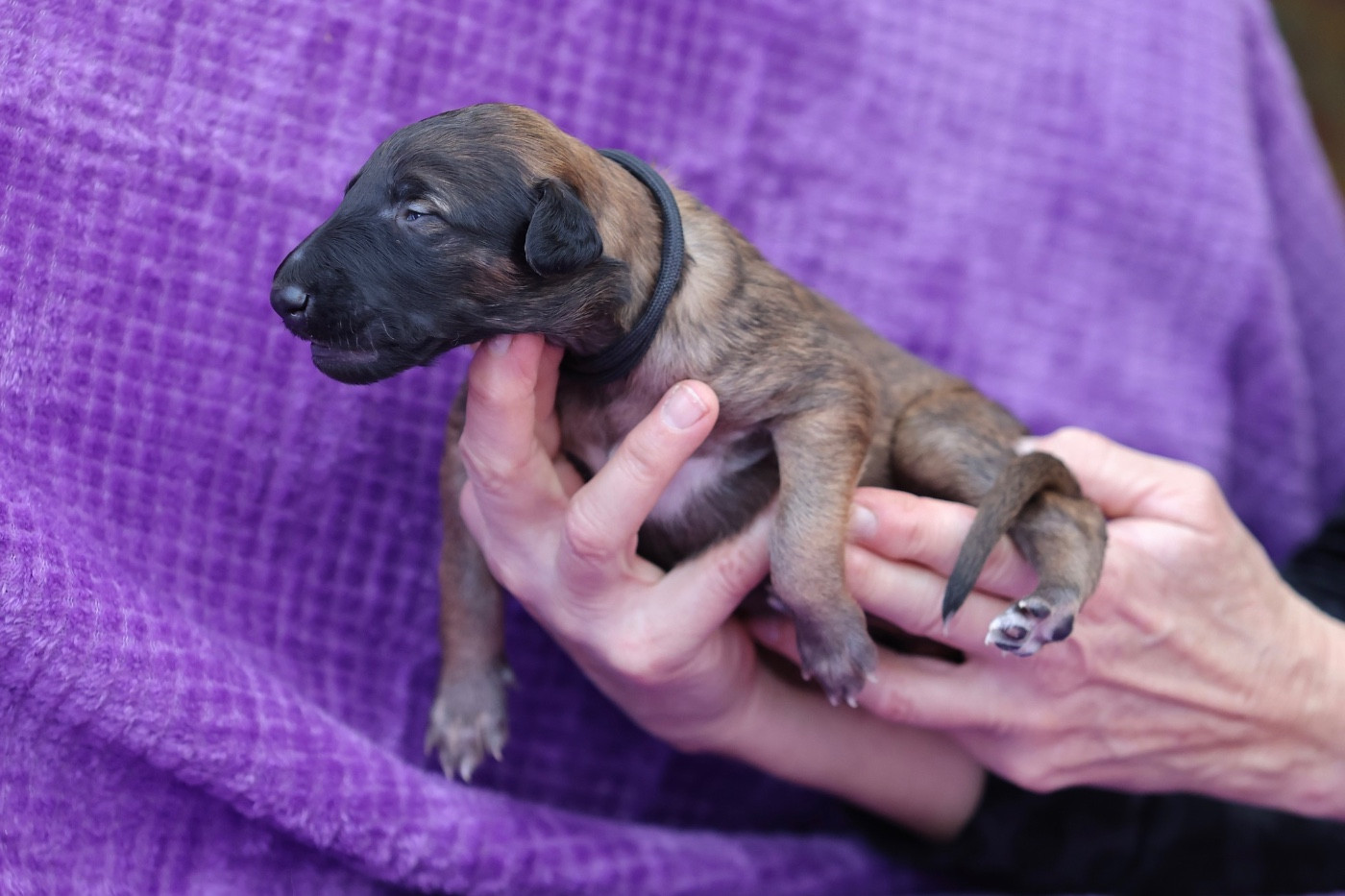 d'Ellendil - Chiots disponibles - Barzoi