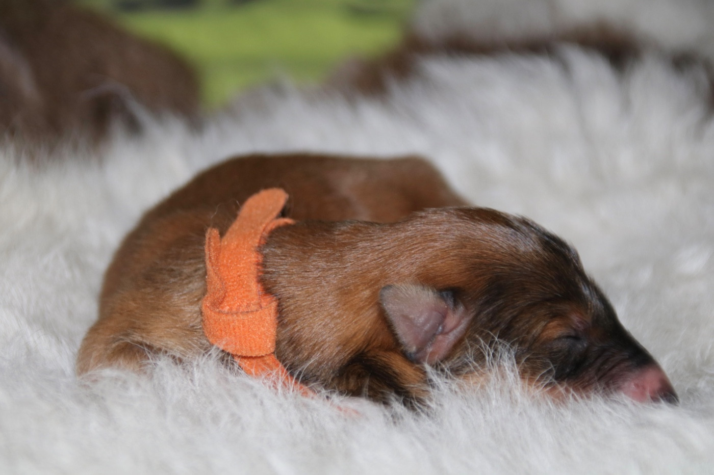 d'Ellendil - Chiots disponibles - Barzoi