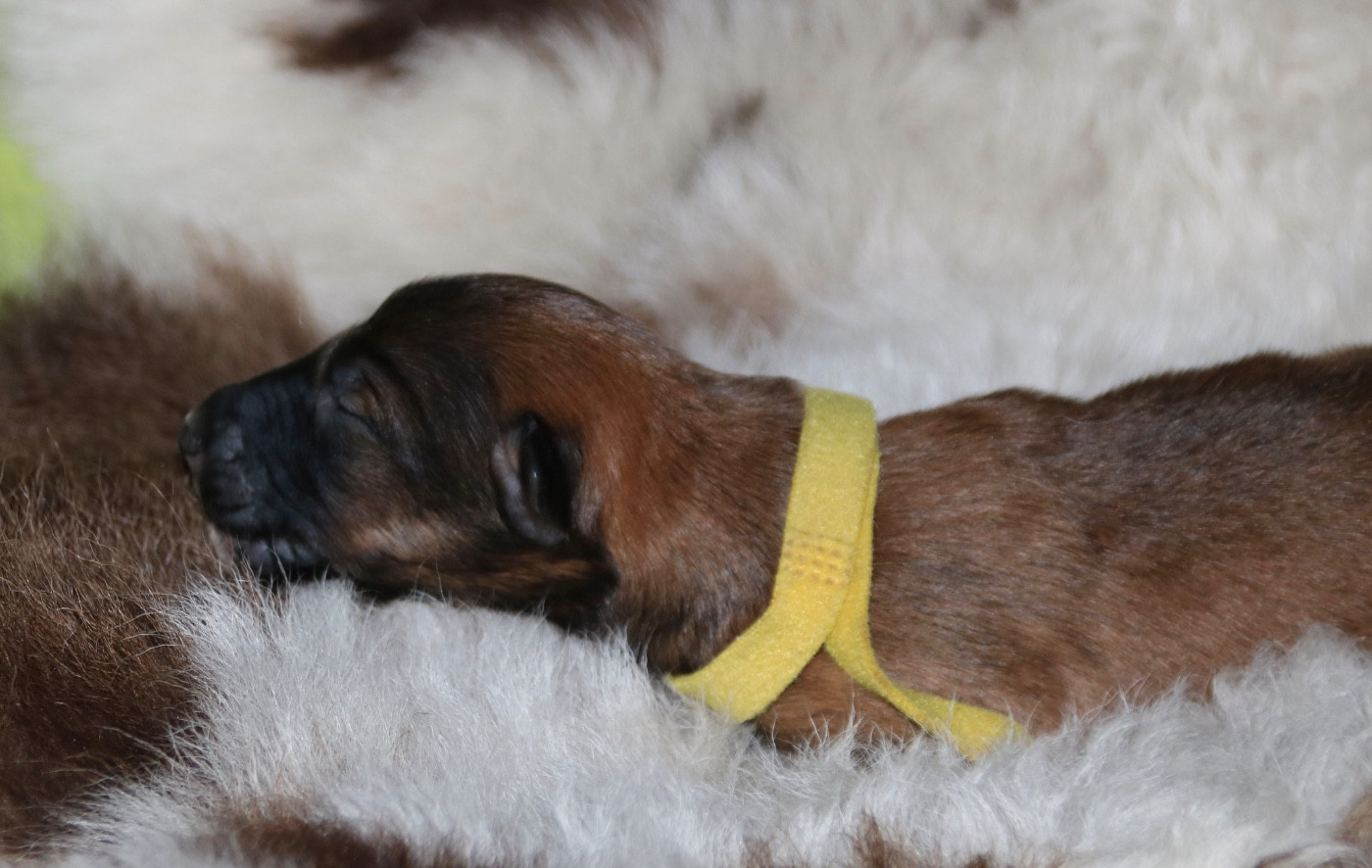 d'Ellendil - Chiots disponibles - Barzoi