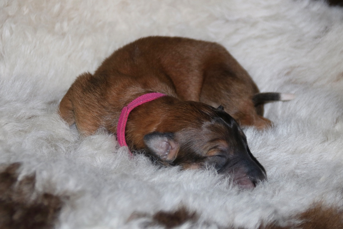 d'Ellendil - Chiots disponibles - Barzoi