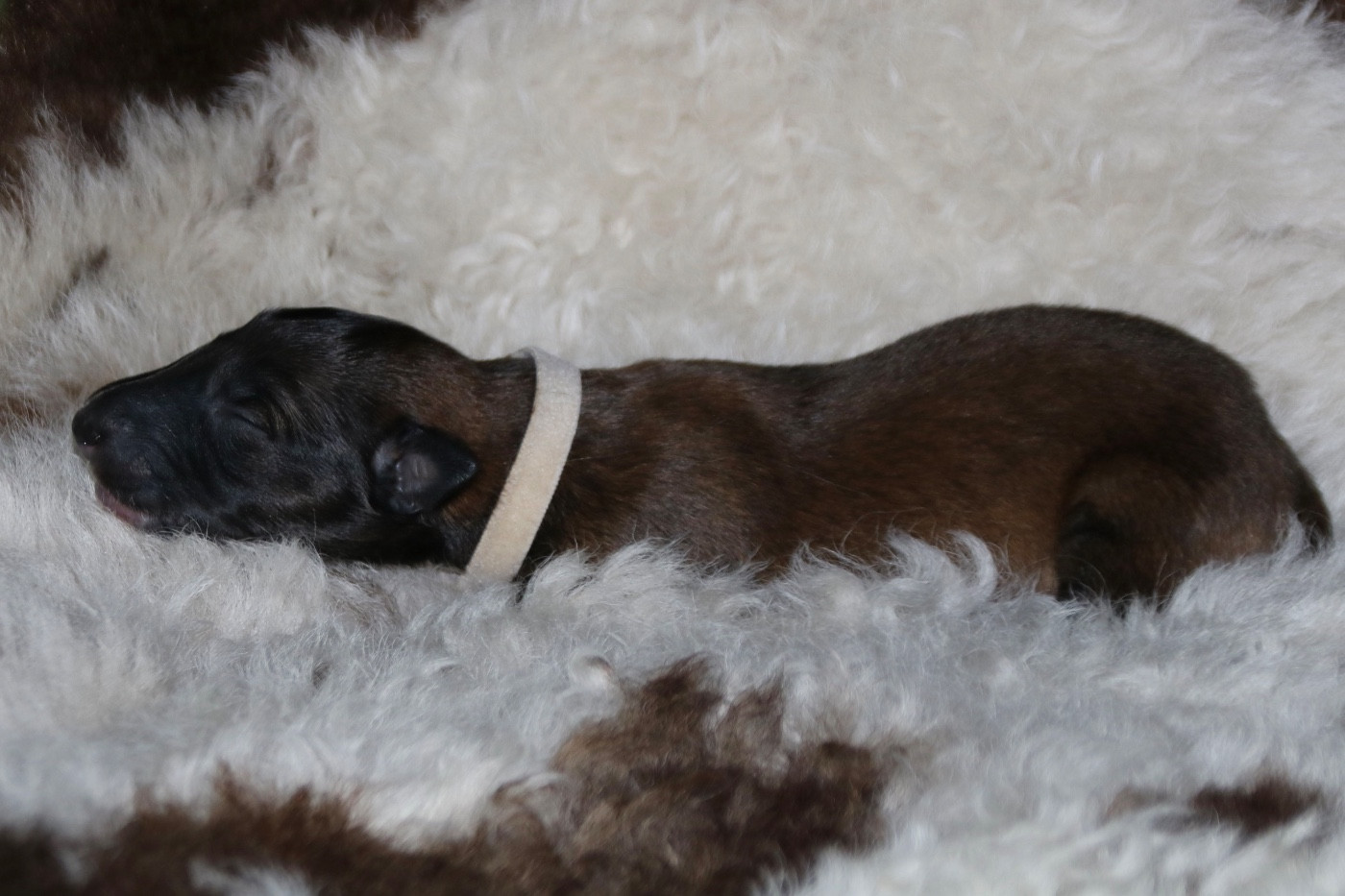 d'Ellendil - Chiots disponibles - Barzoi