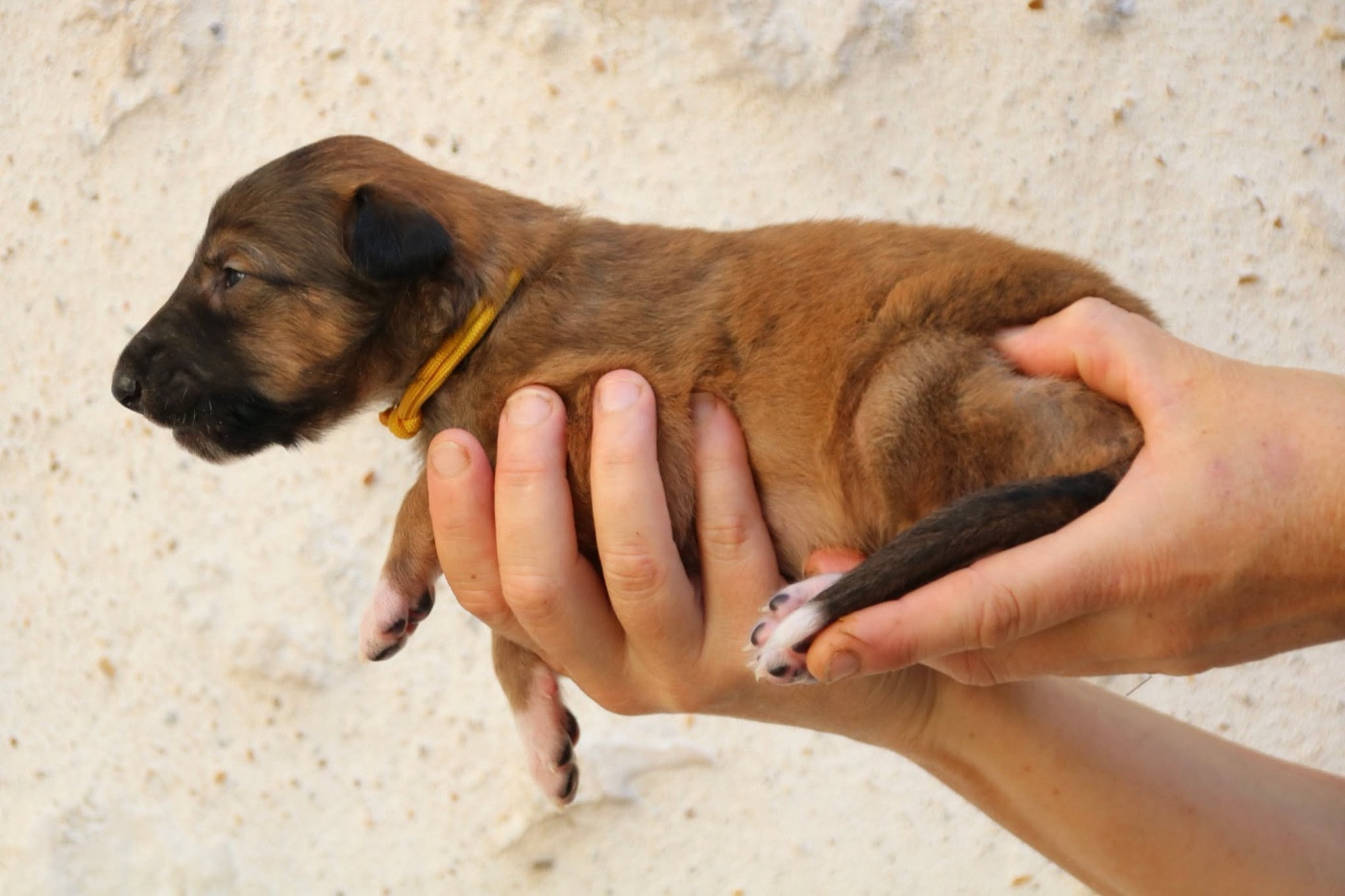 d'Ellendil - Chiots disponibles - Barzoi