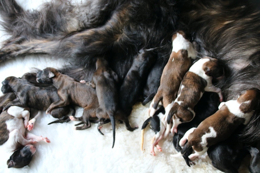 Chiot Barzoi d'Ellendil