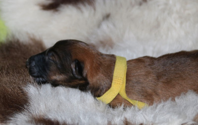 CHIOT 3