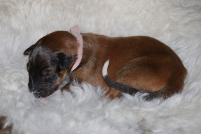CHIOT 5