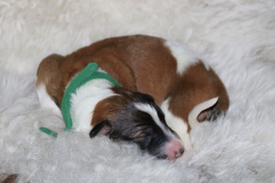 CHIOT 6