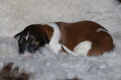 CHIOT 1