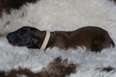 CHIOT 7