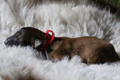 CHIOT 10
