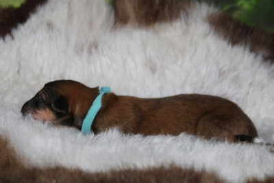 CHIOT 11