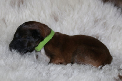 CHIOT 8