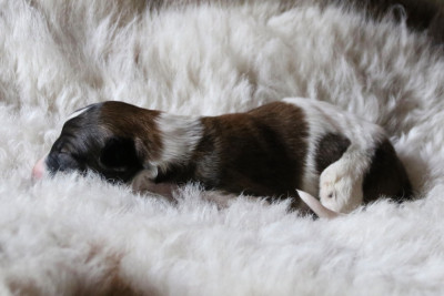 CHIOT 9