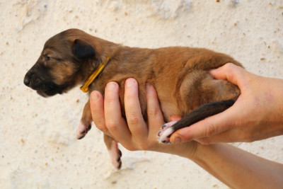CHIOT 3