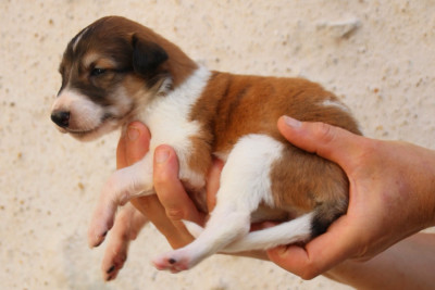 CHIOT 1