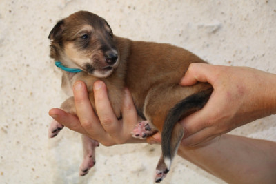 CHIOT 11