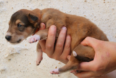 CHIOT 2