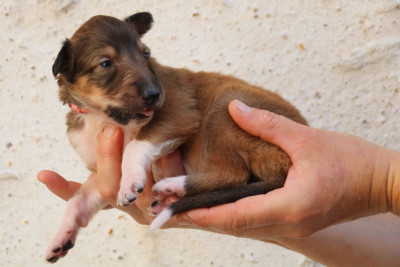 CHIOT 5