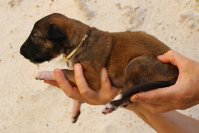 CHIOT 7