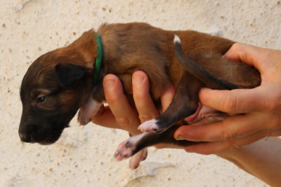CHIOT 8