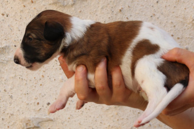 CHIOT 9