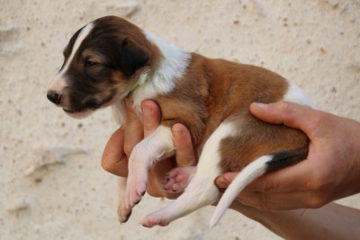 CHIOT 6