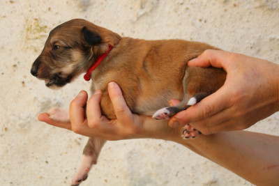 CHIOT 10