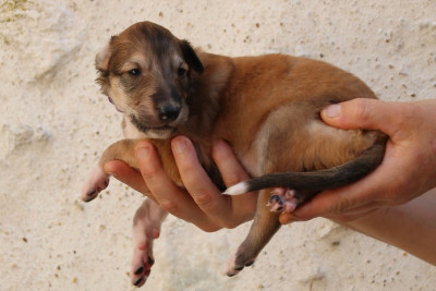 CHIOT 4
