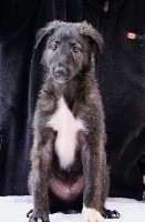 CHIOT