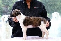 CHIOT