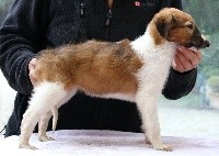 CHIOT