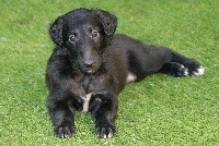 CHIOT