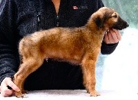 CHIOT