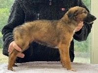 CHIOT