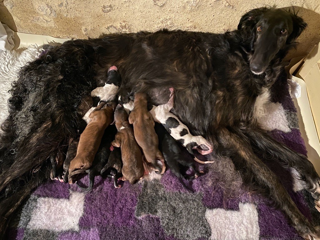 Chiot Barzoi d'Ellendil